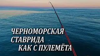 Попал на Раздачу Крупной Черноморской Ставриды. Рыбалка как с Пулемёта. Черное Море