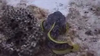 TOAD FISH ENDEMIC TO COZUMEL