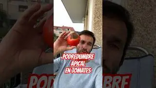 Podredumbre apical en 