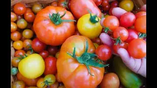 Harvesting Balkonzauber tomato / by Baansuantradgard Zone 6 Nordvärmland Sweden