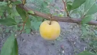 Плуот Флавор Квин(pluot Flavor Queen). Видеообзор 2019 года