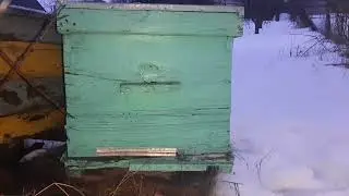 С чего начать пасеку? Пчеловодство для начинающих