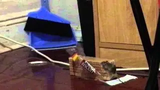 Noboborsho Treat