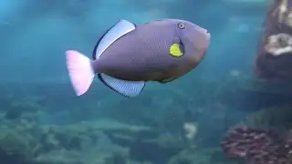 Underwater world. Aquarium