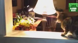 TOP FUNNY CATS