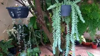 Atualização das minhas plantas
