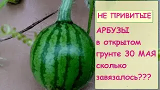Арбузы и дыни в открытом грунте. СКОЛЬКО уже завязалось?