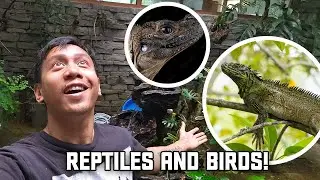 My Aviary Officially Has Reptiles 🦎 | Vlog #1756