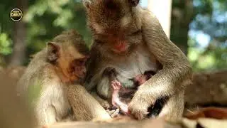Look at Amari baby very weak Angkor daily 1651