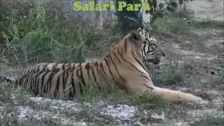 Menarik di Gambang