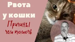 Рвота у кошки. причины. Чем помочь.