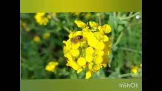 Знову весна
