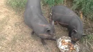 Мои въетнамские поросята в 3 месяца!!!