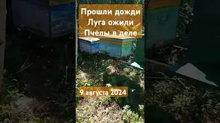 Больше оттягивать нельзя, на выходных буду искать мед и собирать гнезда! #пчеловодство #пчелы #bee