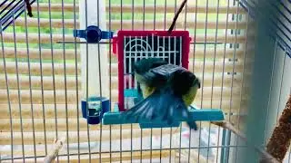 Домашняя синичка🐥