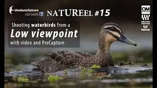 NATUREEL #15 — Bingara waterbirds