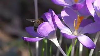 FLOWER : TIME LAPSE | 4K UHD |  Stock Footage | Free HD Videos - #nocopyright #royaltyfreevideo
