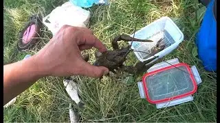 Пришел за карасями , а наловил раков! рыбалка на донки и удочку