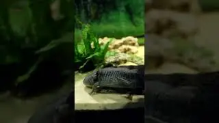 Сторожевые аксолотли.