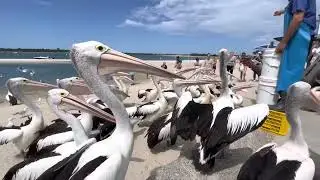 Pelecanus in Australia