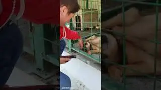 Урса 10 лет 19 кг в приюте 