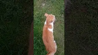 Перся встречает из Магнита