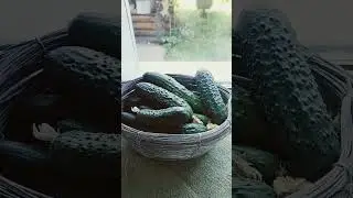 Огурцы растут ночью!