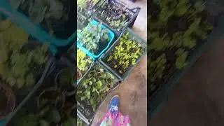 Подготовка посадочного материала.