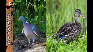 Opening of waterfowl, goose, and duck hunting season. Wood pigeon hunting.