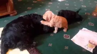 Puppies in the front room