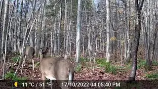 Rencontre mâle et femelle de Cerf de Virginie 3