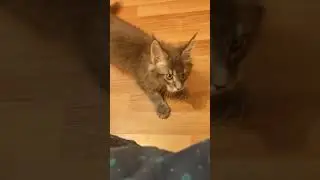 Maine Coon Veles ns22/3mБольшой и страшный грозный кот 