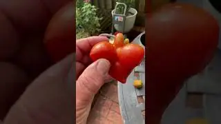 Perv tomato? #gardening #planting #tomato #seedstarting