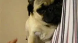 epic pug movie