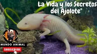 ¡Te Sorprenderás! La Vida y los Secretos del Ajolote