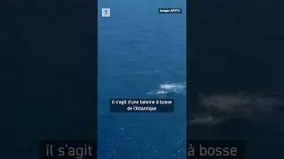 🐋 Une baleine à bosse fait le spectacle dans les eaux bretonnes