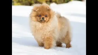 джеймс 6 мес