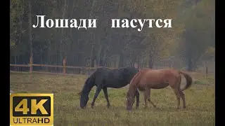 Лошади пасутся