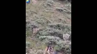One dog faces a number of wolves 