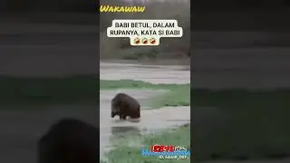 dasar babi kejeblos
