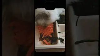 Grace Van Dien Instagram broadcast recording 30.08.2024 @gracevandien