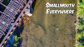 Post-Spawn Topwater Fishing in an Urban Creek