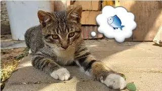 Кормим маму кошку🐈 и играемся с Кнопкой🐱