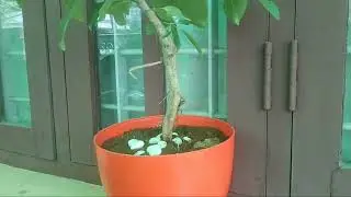 My Bonsai Tree for 2019