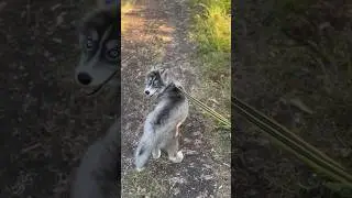 Учим щенка гулять на поводке