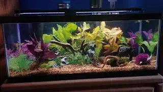 Do bettas need a filter or heater