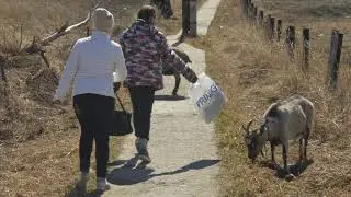 Весна пришла весне дорогу...