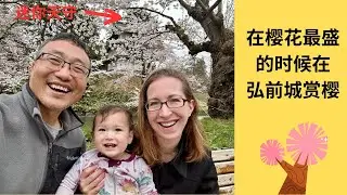 在弘前城赏樱花