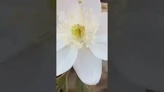 Хэерле иртэ🌹