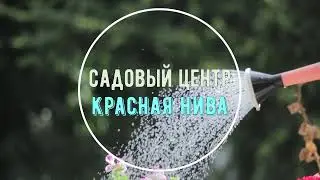 Как плодоносит банан.